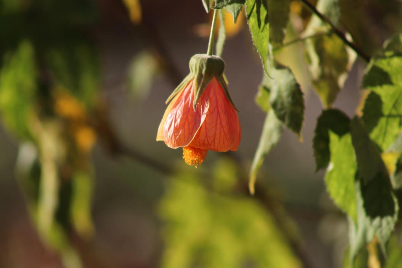 San José de la Mariquina Cabanas Las Araucarias מראה חיצוני תמונה